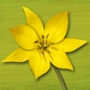 Wildflower Finder Switzerland - iPhoneアプリ