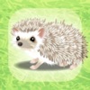 Hedgehog Pet icon