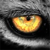Leopard.tv Wildlife magazine icon