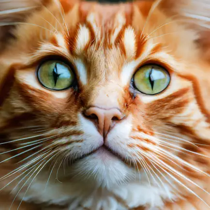 Cat Jigsaw - Classic Puzzle Читы