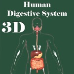 Download 3D Human Digestive System app