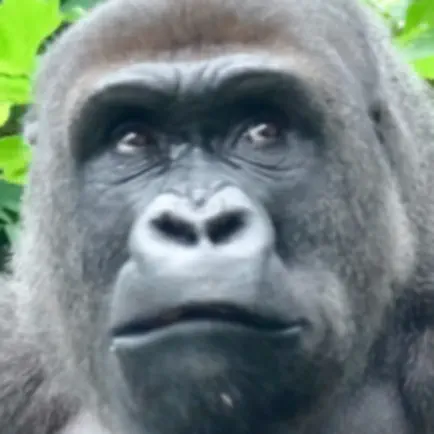 Gorilla Slot Infinity Cheats