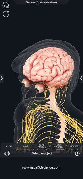 Game screenshot My Nervous System Anatomy apk