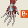 Primal's 3D Forearm & Hand - iPhoneアプリ
