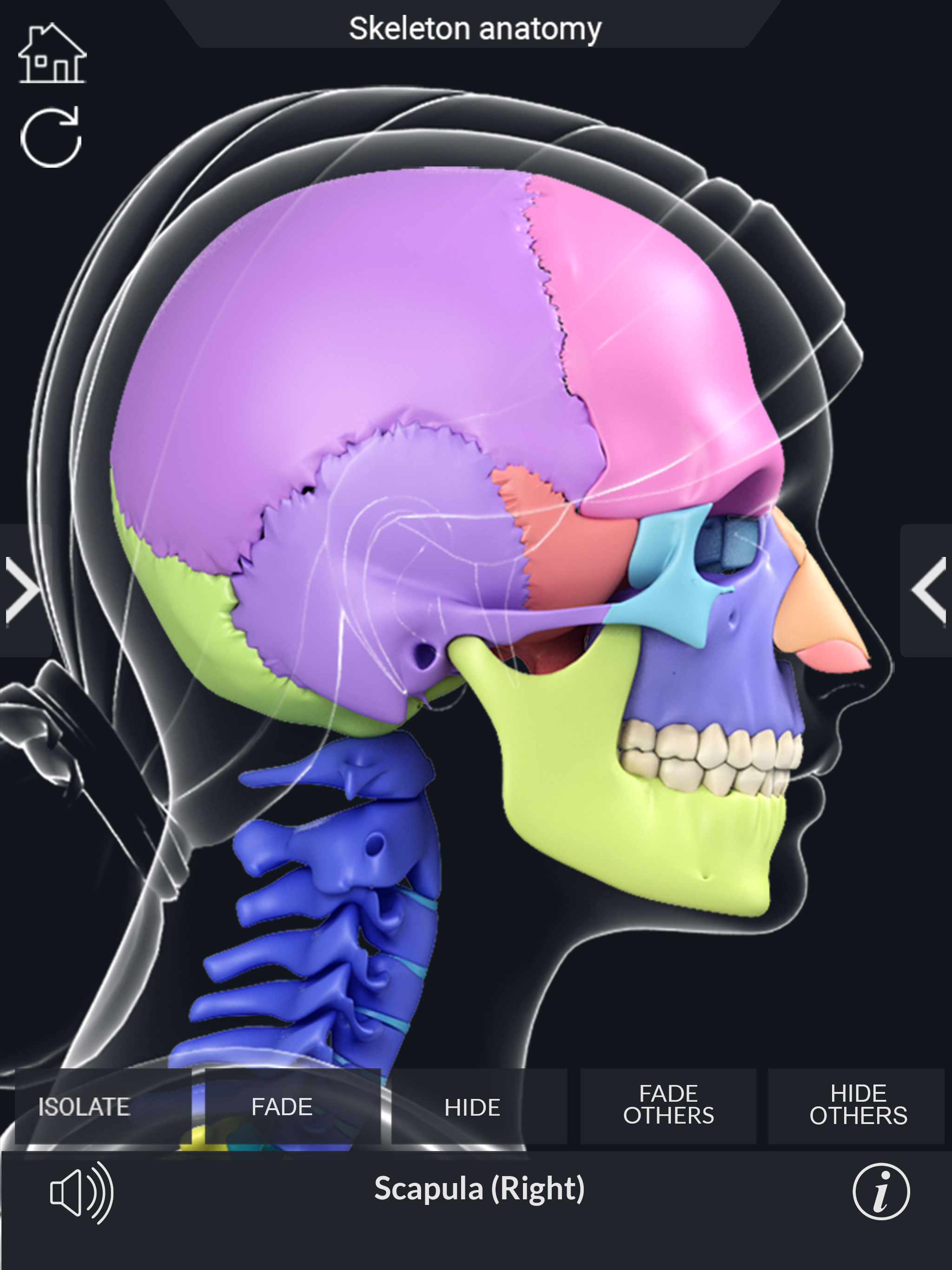 My Skeleton Anatomy screenshot 15