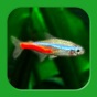 Tropical Fish Tank - Mini Aqua app download