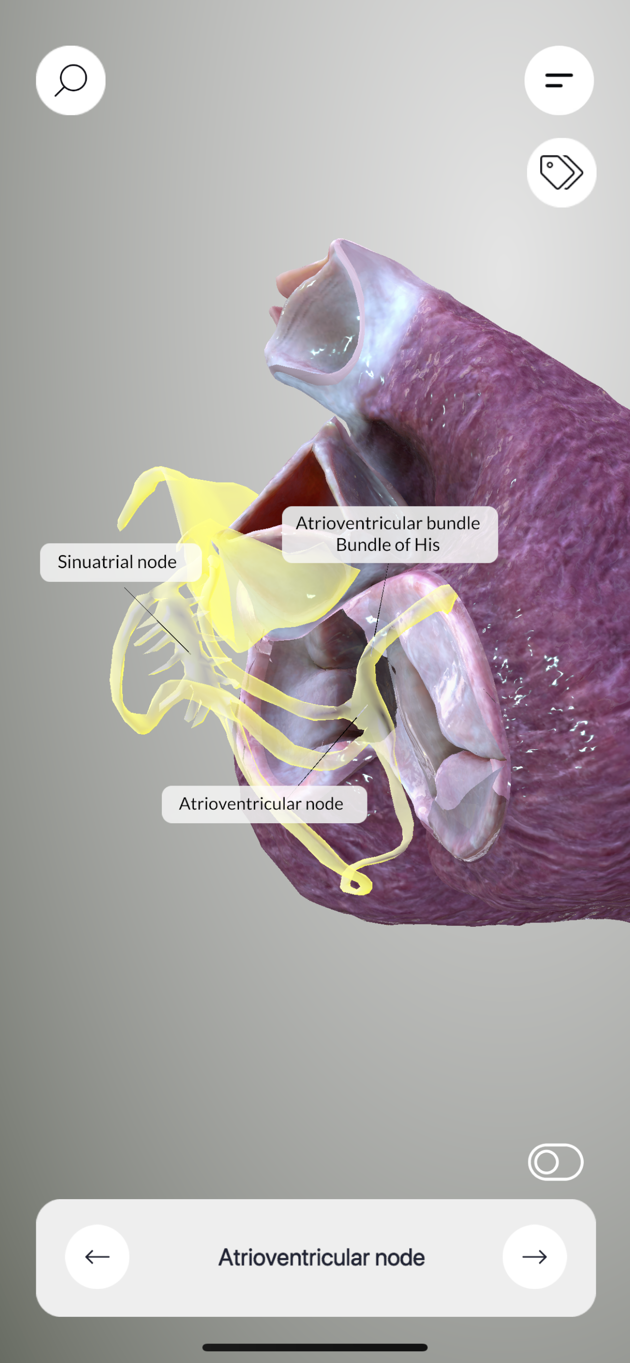 3D Heart Anatomy