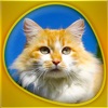 Cats 360 Gold icon