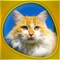 The world of cats on your device: plenty of high-definition pictures, set tours, sounds, recognition quizzes and puzzles with different difficulty levels