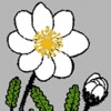 NT Wildflowers icon