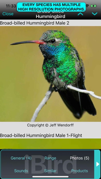 iBird Ultimate Guide to Birds Screenshot