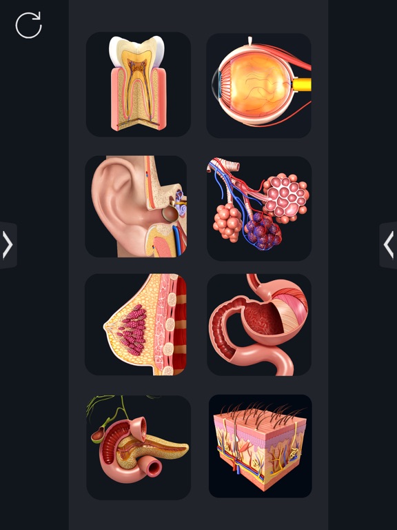 Screenshot #5 pour Human Anatomy