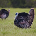 Download Turkey Hen-Tom Hunting Calls app