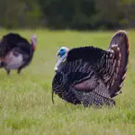 Turkey Hen-Tom Hunting Calls App Cancel
