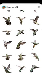 Hummingbirds - Medium (Retina) screenshot