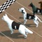 Hey ever wondered if your dog is fast enough to compete with other dogs, lets find out with our highly skilled and compatitive dog racing