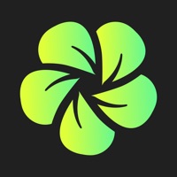 Bloom  logo