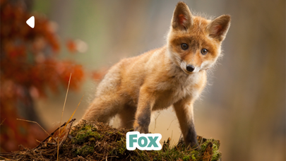 Kidify: Animal Sounds for Kids Screenshot