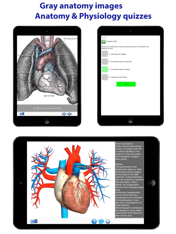 Visual Anatomy Lite iPad screenshot 9 - Medical app