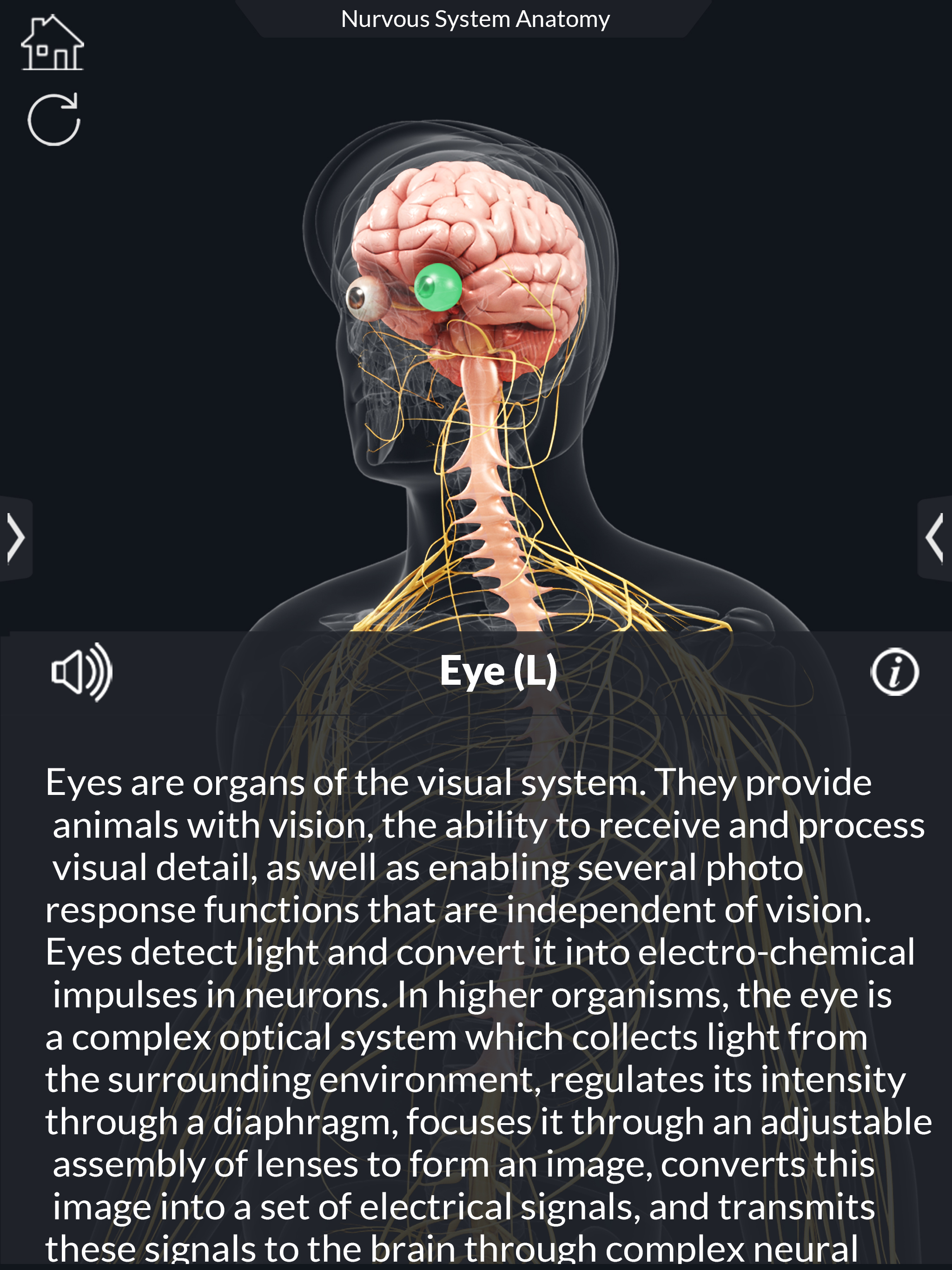 My Nervous System Anatomy screenshot 14