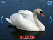 Малыш учит Животных, полная айпад изображения 3