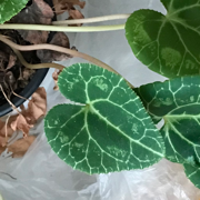 Cyclamen 'Shy"Japanese spirit