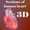 Sections of human heart contact information