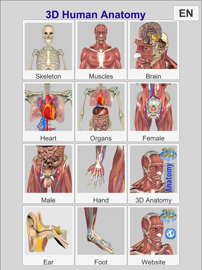 3D Anatomy Learning