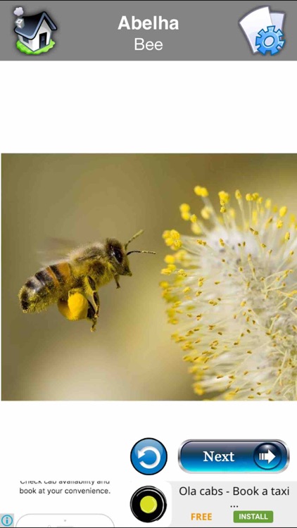 Learn Portuguese Cards