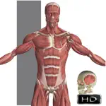 Visual Anatomy App Positive Reviews
