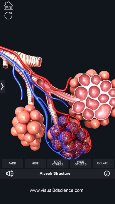 My Respiratory System Anatomyのおすすめ画像8