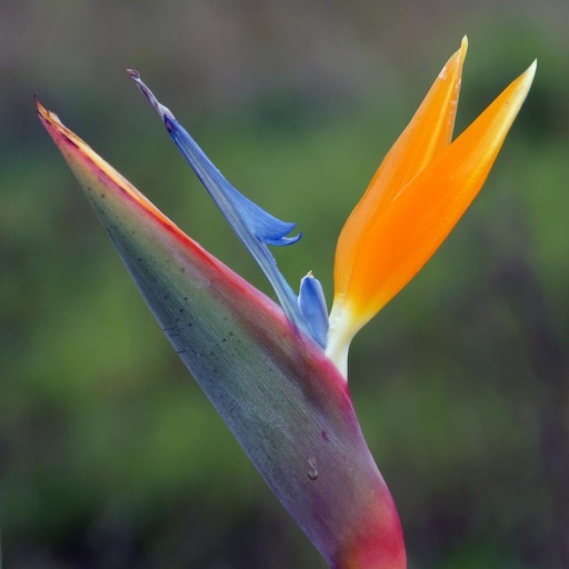 Madeira, Portuguese Island icon