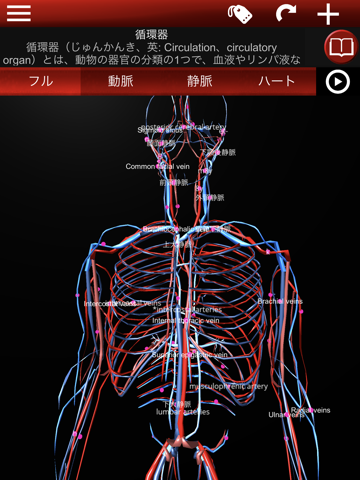 3Dの循環器系のおすすめ画像6