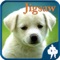 Animal Jigsaw puzzle game about beautiful animals