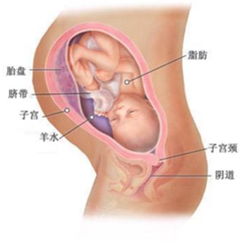 怀孕40周全方位详解