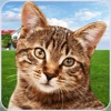 Cat Shelter Simulator: My Pet icon