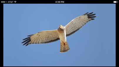 Raptor ID Screenshot