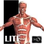 Download Visual Anatomy Lite app
