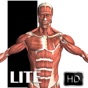 Visual Anatomy Lite app download