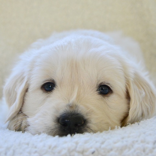 Puppy Clock icon