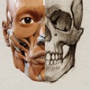 3D Anatomy for the Artist icon