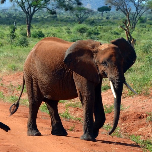 Kenya,Africa