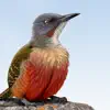 Sasol eBirds Southern Africa App Delete