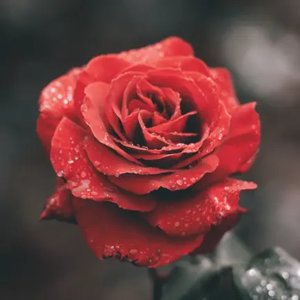 Perfect Wallpapers Flowers HD Cheats