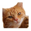 Cat photo sticker icon