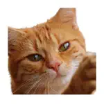 Cat photo sticker App Cancel