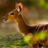 Trail Camera Pro icon