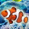 Touch the fish! - Aquarium Sim icon