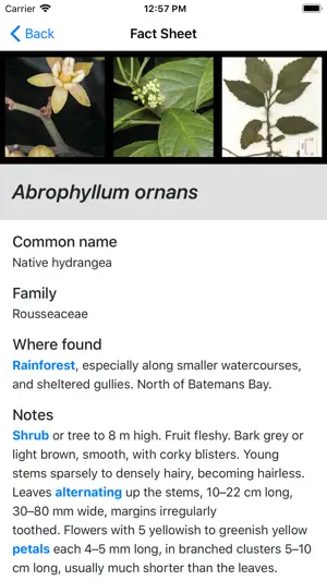 Plants of South Eastern NSW screenshot 4