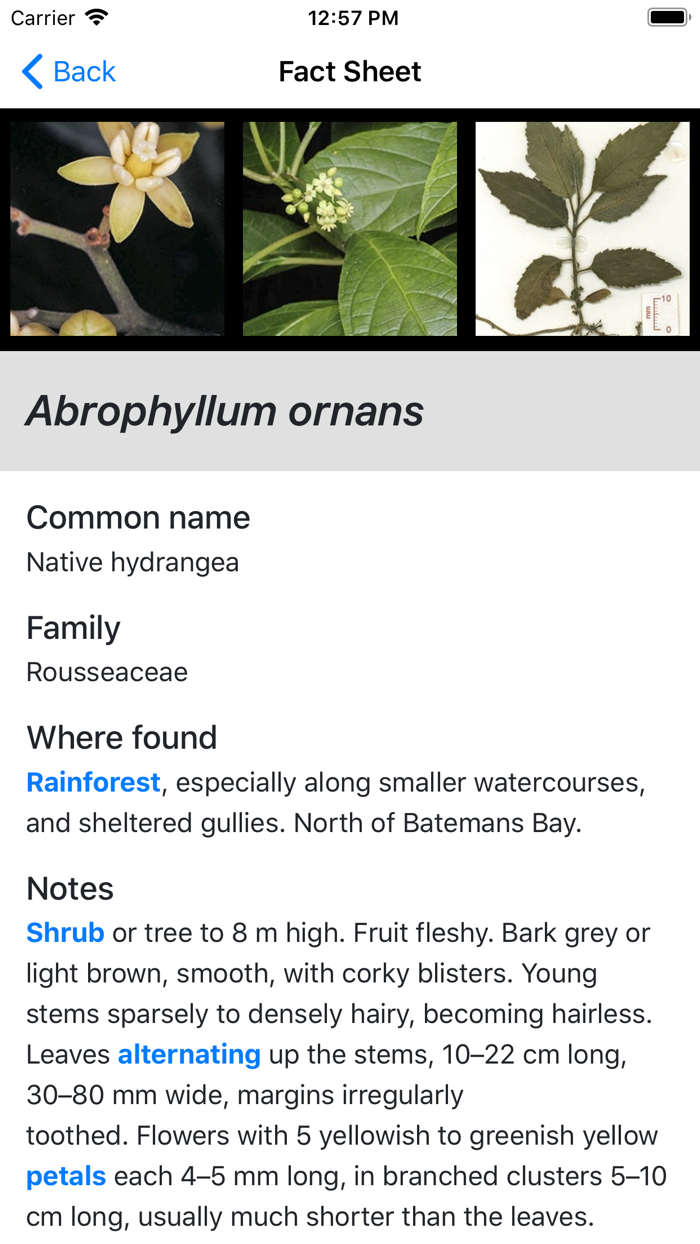 Plants of South Eastern NSW